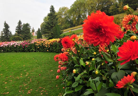 Rows of dahilas on Mainau Island